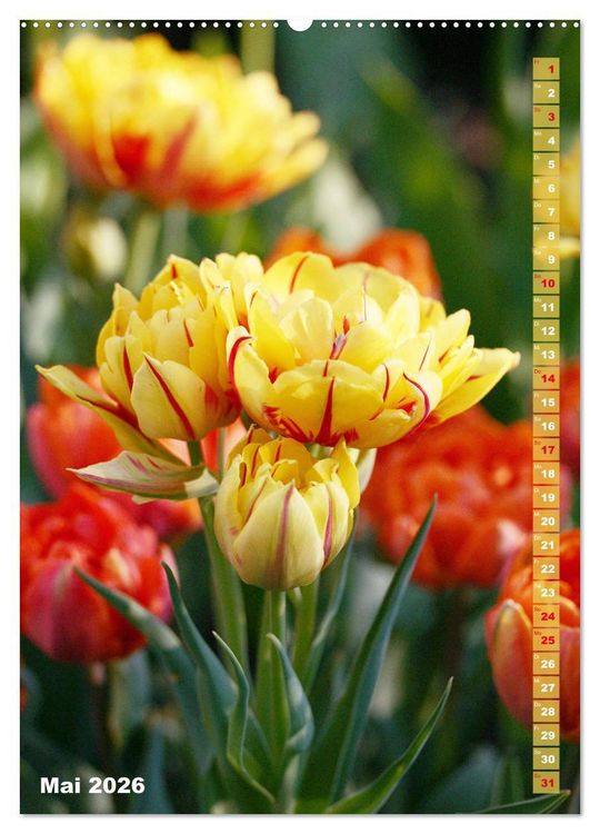 Produktbild: Bunte Tulpenpracht (hochwertiger Premium Wandkalender 2026 DIN A2 hoch), Kunstdruck in Hochglanz