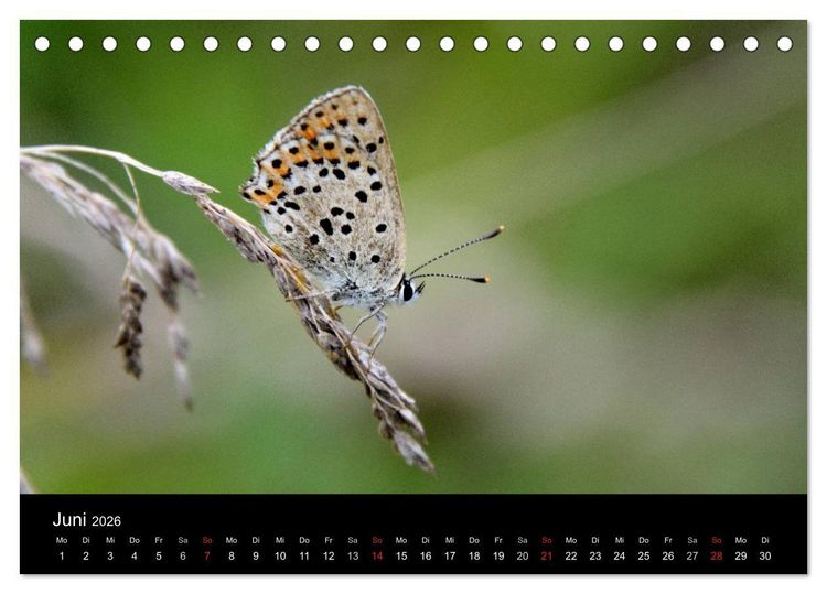 Produktbild: Schmetterlinge in Deutschland (Tischkalender 2026 DIN A5 quer), CALVENDO Monatskalender