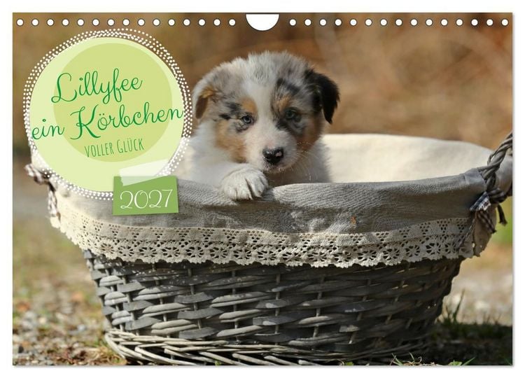 Produktbild: Lillyfee und ein K&ouml;rbchen voller Gl&uuml;ck (Wandkalender 2027 DIN A4 quer), CALVENDO Monatskalender