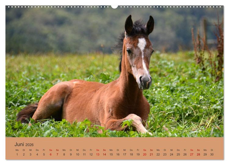 Produktbild: Die lieben Kleinen ... Tierkinder einfach zum Knuddeln (hochwertiger Premium Wandkalender 2026 DIN A2 quer), Kunstdruck in Hochglanz