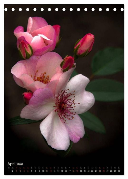 Produktbild: Gartenrosen (Tischkalender 2026 DIN A5 hoch), CALVENDO Monatskalender