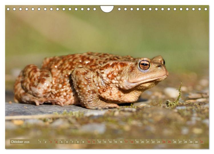 Produktbild: Kr&ouml;ten auf Wanderschaft (Wandkalender 2026 DIN A4 quer), CALVENDO Monatskalender