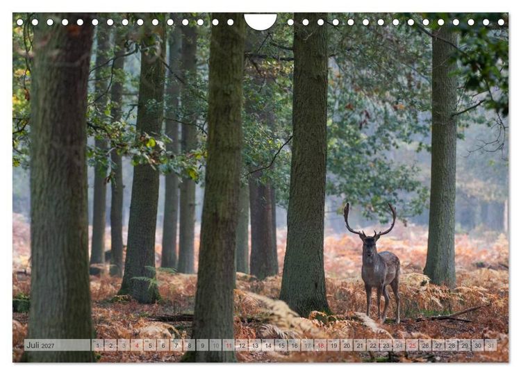 Produktbild: Emotionale Momente: Das Damwild. (Wandkalender 2027 DIN A4 quer), CALVENDO Monatskalender