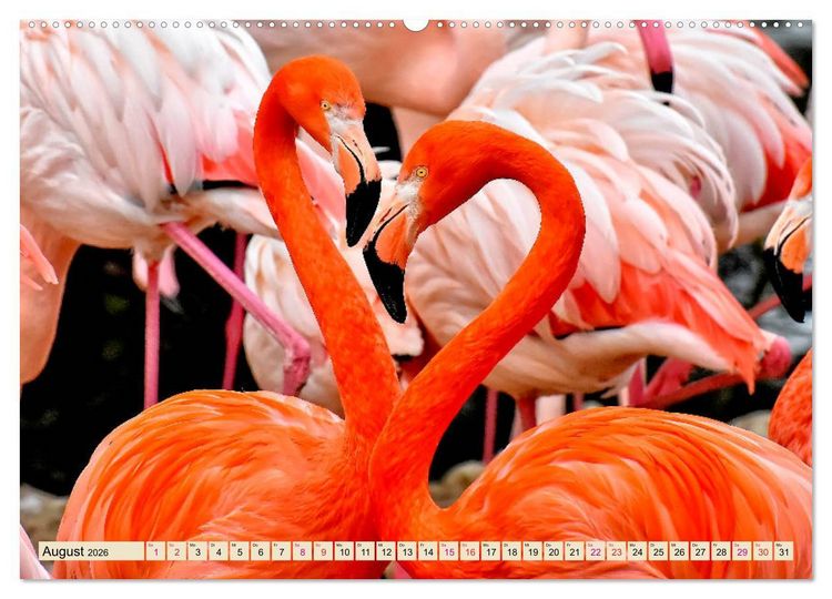 Produktbild: Flamingos - elegante Sch&ouml;nheiten (Wandkalender 2026 DIN A2 quer), CALVENDO Monatskalender