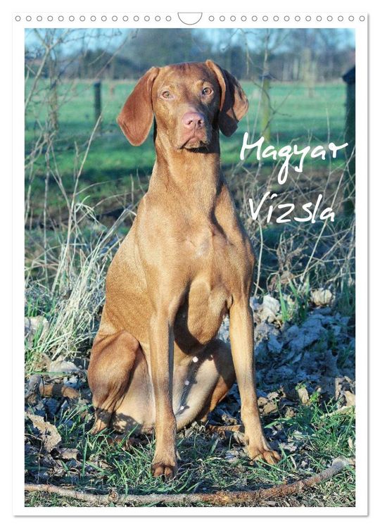 Produktbild: Magyar Vizsla (Wandkalender 2026 DIN A3 hoch), CALVENDO Monatskalender