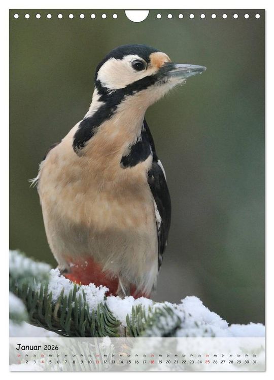 Produktbild: V&ouml;gel im heimischen Garten (Wandkalender 2026 DIN A4 hoch), CALVENDO Monatskalender
