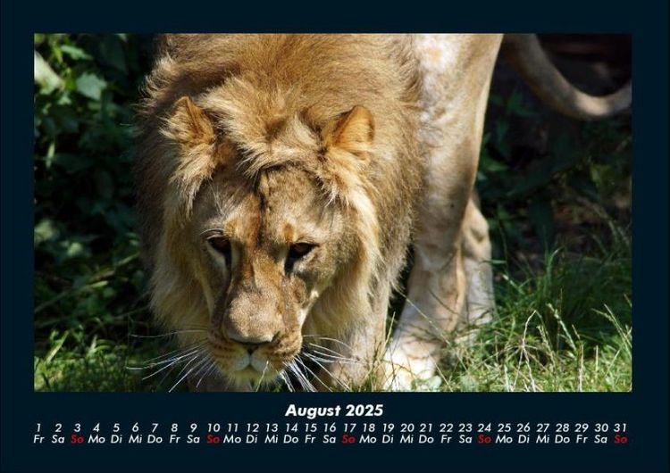 Produktbild: Tiere in der Wildnis 2025 Fotokalender DIN A4