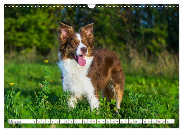 Produktbild: Border Collie - Das Universalgenie unter den Hunden (Wandkalender 2026 DIN A3 quer), CALVENDO Monatskalender