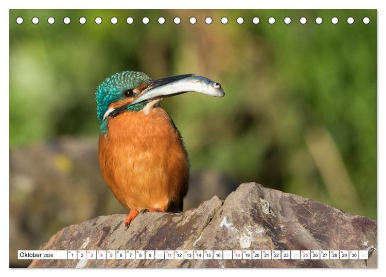 Produktbild: Faszination Eisvogel (Tischkalender 2026 DIN A5 quer), CALVENDO Monatskalender