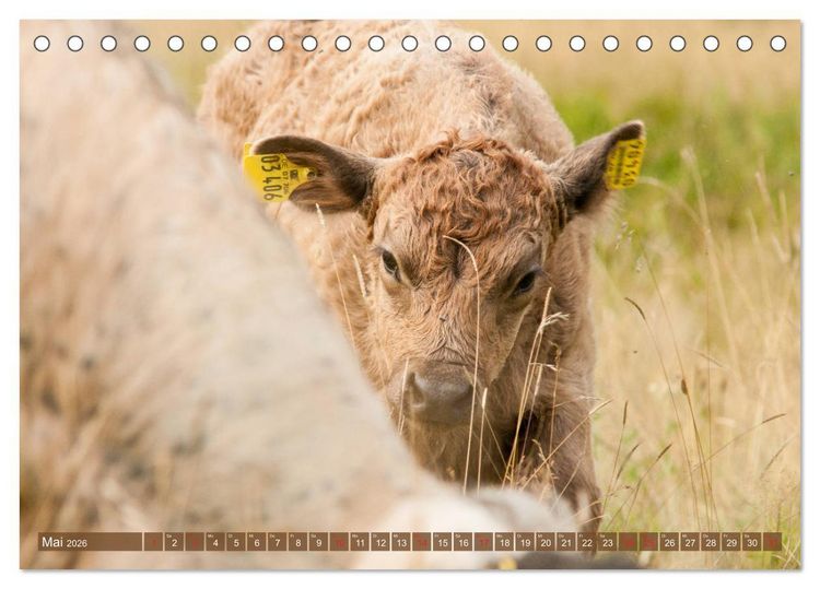 Produktbild: Galloway K&auml;lbchen - Liebenswert und lockig (Tischkalender 2026 DIN A5 quer), CALVENDO Monatskalender
