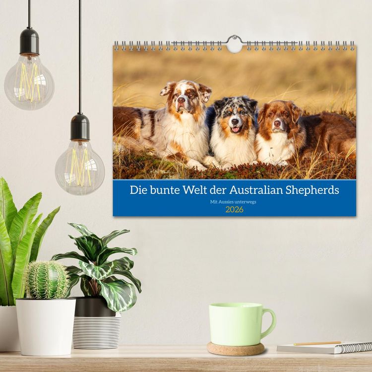 Produktbild: Mit Aussies unterwegs - Die bunte Welt der Australian Shepherds (Wandkalender 2026 DIN A4 quer), CALVENDO Monatskalender