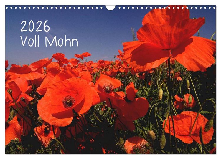 Produktbild: Voll Mohn (Wandkalender 2026 DIN A3 quer), CALVENDO Monatskalender
