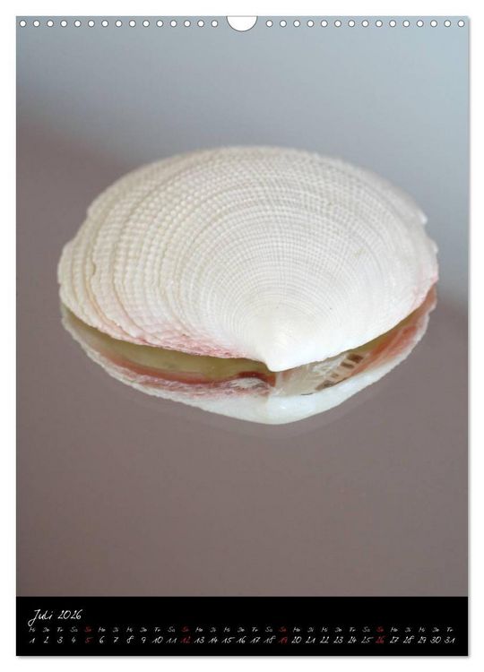 Produktbild: Muscheln und Schnecken (Wandkalender 2026 DIN A3 hoch), CALVENDO Monatskalender