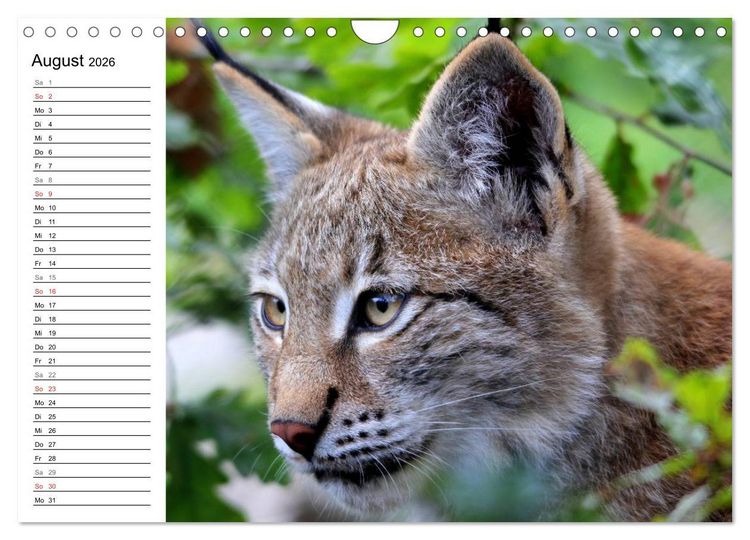 Produktbild: Der Luchs - Der J&auml;ger auf leisen Pfoten (Wandkalender 2026 DIN A4 quer), CALVENDO Monatskalender