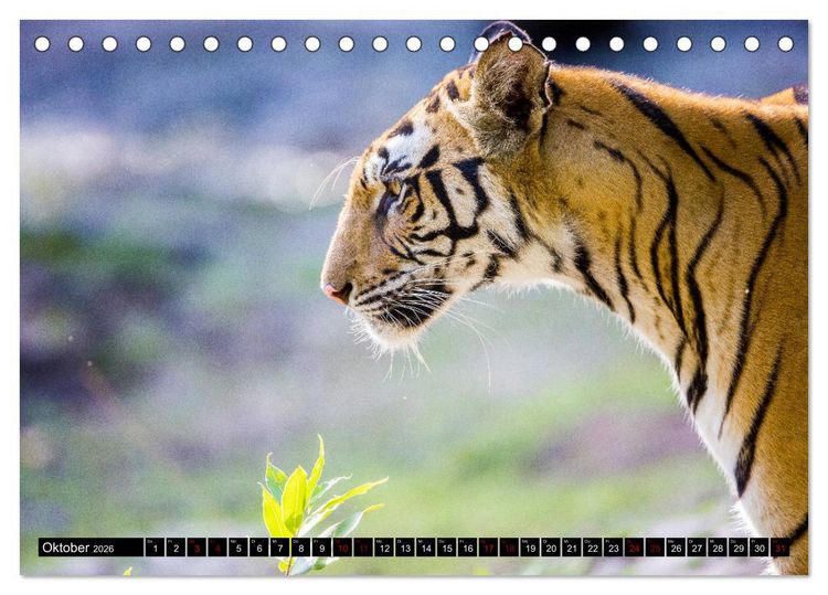 Produktbild: Indien - Im Reich des Tigers (Tischkalender 2026 DIN A5 quer), CALVENDO Monatskalender