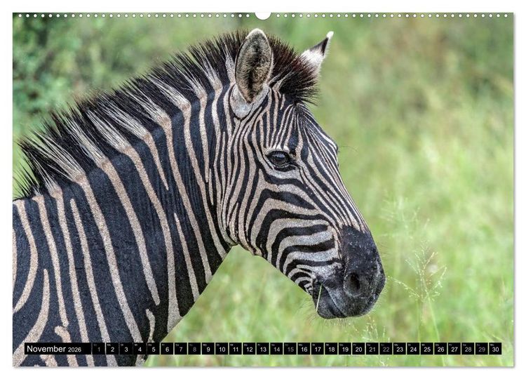 Produktbild: Afrikas Tierwelt: Zebras (hochwertiger Premium Wandkalender 2026 DIN A2 quer), Kunstdruck in Hochglanz