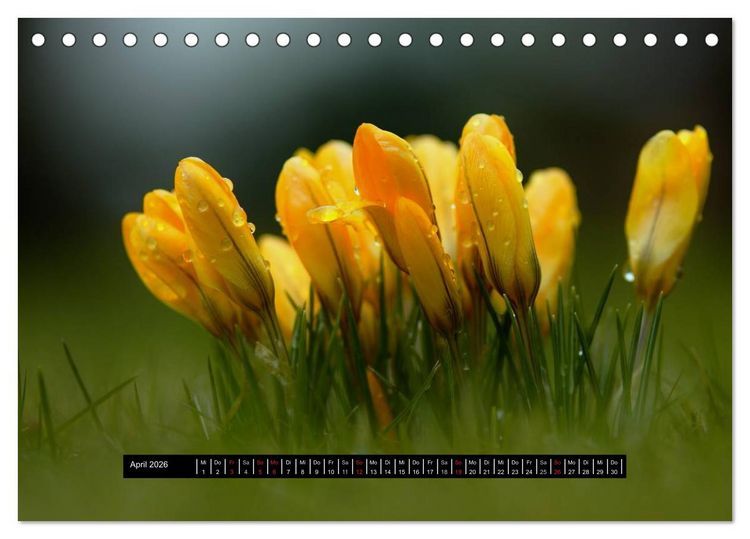 Produktbild: Bl&uuml;ten-Zauber am Wegesrand 2026 (Tischkalender 2026 DIN A5 quer), CALVENDO Monatskalender