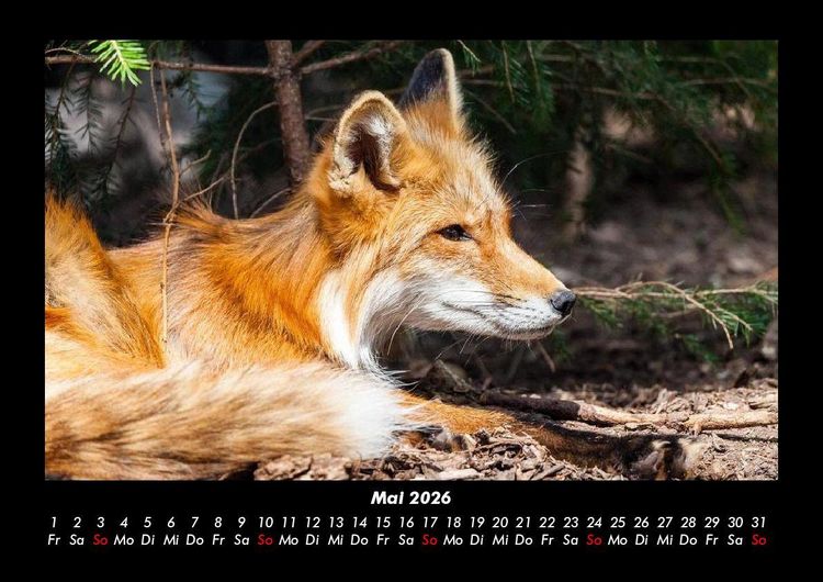 Produktbild: Welt der Tiere 2026 Fotokalender DIN A3