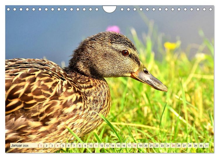 Produktbild: Enten. Beliebt, h&uuml;bsch und imposant (Wandkalender 2026 DIN A4 quer), CALVENDO Monatskalender