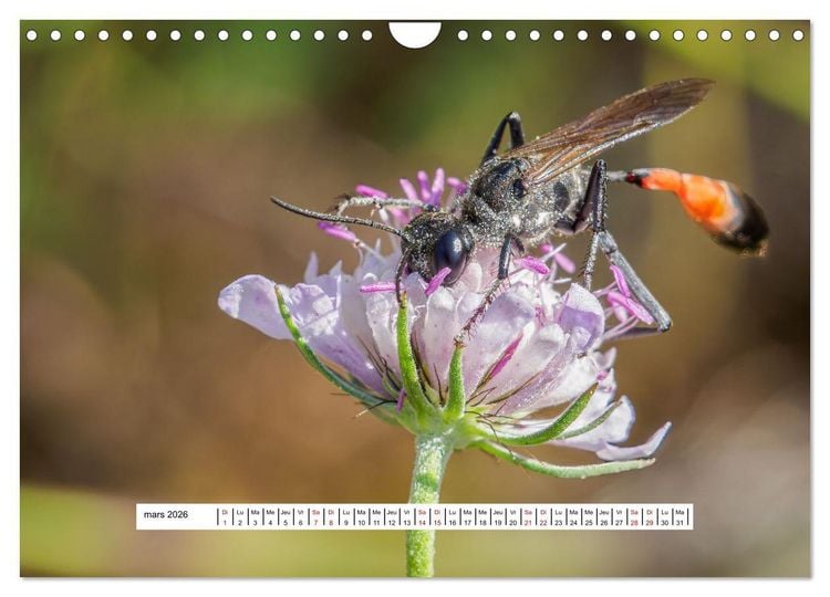 Produktbild: La vie de nos prairies - Les gu&ecirc;pes et les abeilles (Calendrier mural 2026 DIN A4 vertical), CALVENDO calendrier mensuel