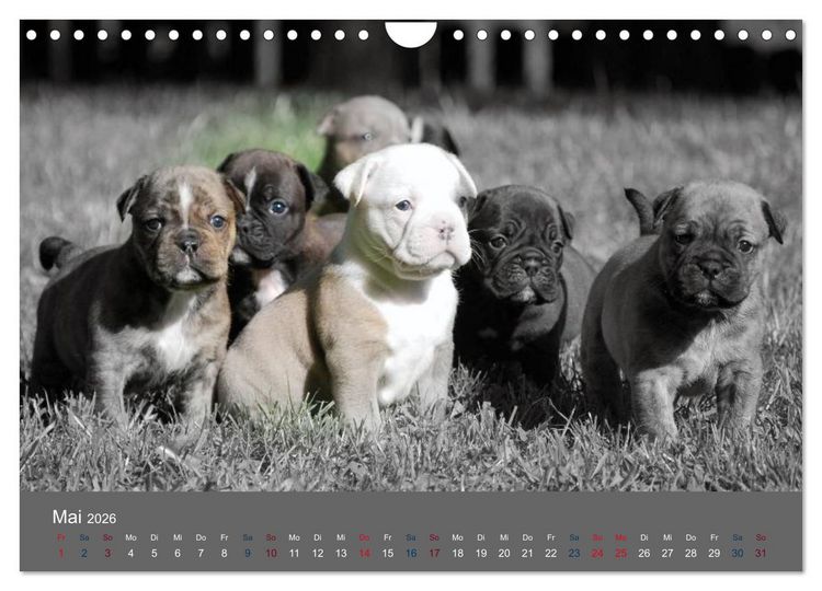 Produktbild: Bulldoggen-Zwerge (Wandkalender 2026 DIN A4 quer), CALVENDO Monatskalender