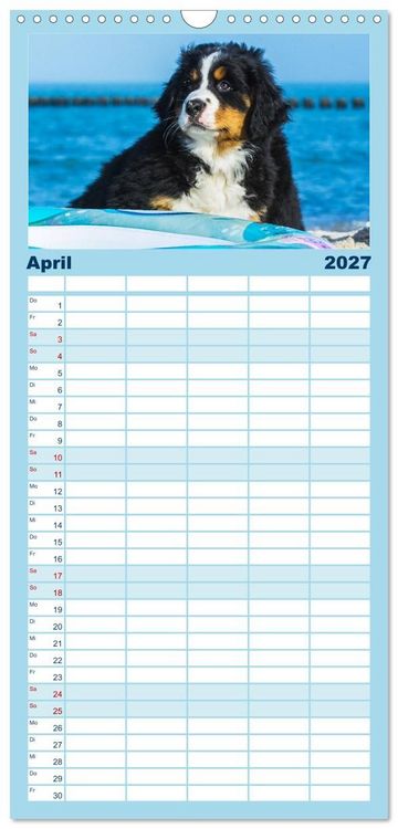 Produktbild: Familienplaner 2027 - Seeb&auml;rchen entdecken die Welt - Berner Sennenhunde mit 5 Spalten (Wandkalender, 21 x 45 cm) CALVENDO