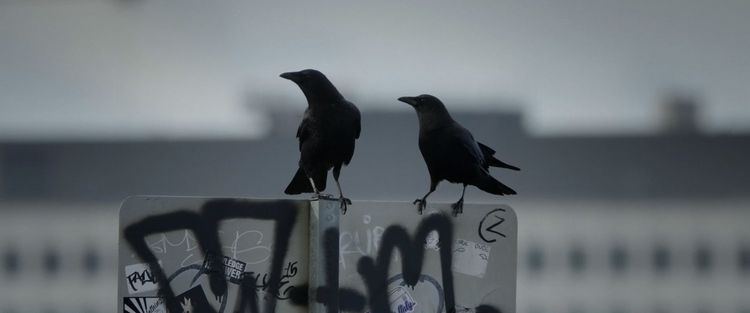 Produktbild: Kr&auml;hen - Die Natur beobachtet uns