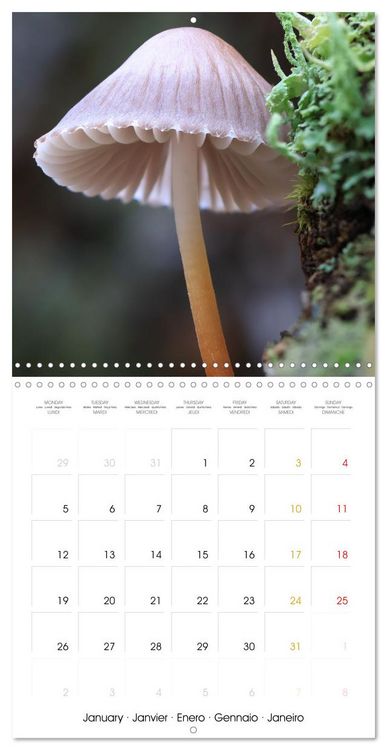 Produktbild: Les champignons - Un monde merveilleux (Calendrier mural carr&eacute; 2026 30x30 cm) Calendrier double avec une page pour vos prises de notes