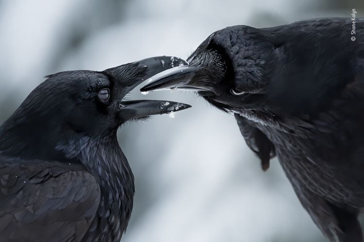 Produktbild: Wildlife Fotografien des Jahres &ndash; Portfolio 31