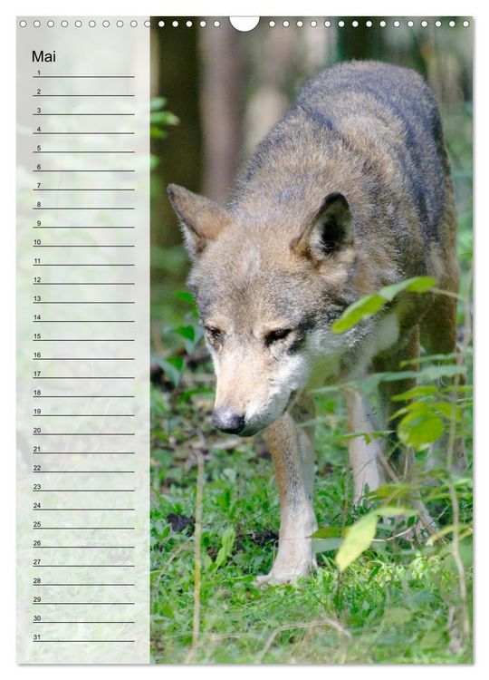 Produktbild: Der Wolf - Isegrim in den heimischen W&auml;ldern - Kalender 2026 (Wandkalender 2026 DIN A3 hoch), CALVENDO Monatskalender
