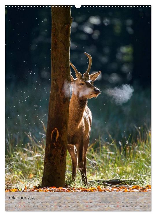 Produktbild: Emotionale Momente: Hirschbrunft (Wandkalender 2026 DIN A2 hoch), CALVENDO Monatskalender