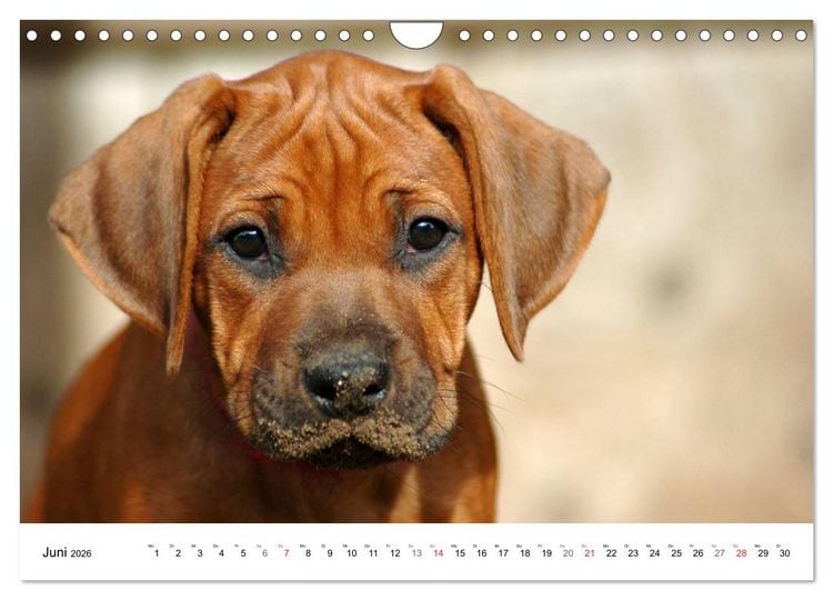 Produktbild: Rhodesian Ridgeback Welpen (Wandkalender 2026 DIN A4 quer), CALVENDO Monatskalender