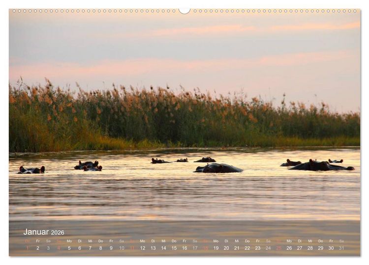 Produktbild: Botswana Wildlife (hochwertiger Premium Wandkalender 2026 DIN A2 quer), Kunstdruck in Hochglanz