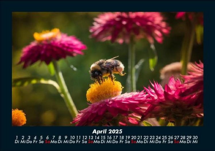 Produktbild: Bienen 2025 Fotokalender DIN A5