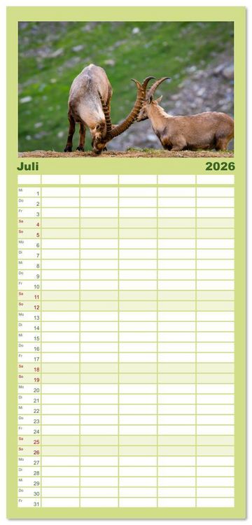 Produktbild: Familienplaner 2026 - Bergk&ouml;nige - Steinb&ouml;cke im Blickpunkt der Naturfotografie mit 5 Spalten (Wandkalender, 21 x 45 cm) CALVENDO