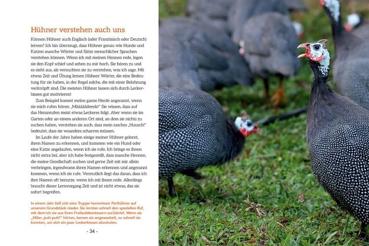 Produktbild: How to Read a Chicken's Mind