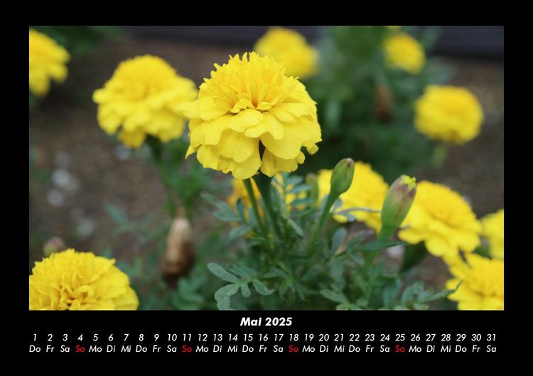 Produktbild: Blumenkalender 2025 Fotokalender DIN A3