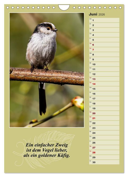 Produktbild: Schwanzmeisen, die niedlichen kleinen Pfannenstielchen (Wandkalender 2026 DIN A4 hoch), CALVENDO Monatskalender