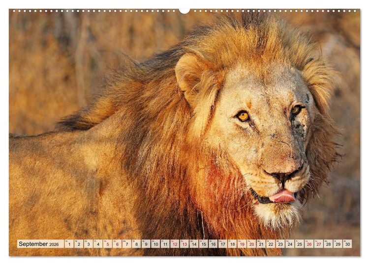 Produktbild: Afrikas L&ouml;wen 2026 (hochwertiger Premium Wandkalender 2026 DIN A2 quer), Kunstdruck in Hochglanz