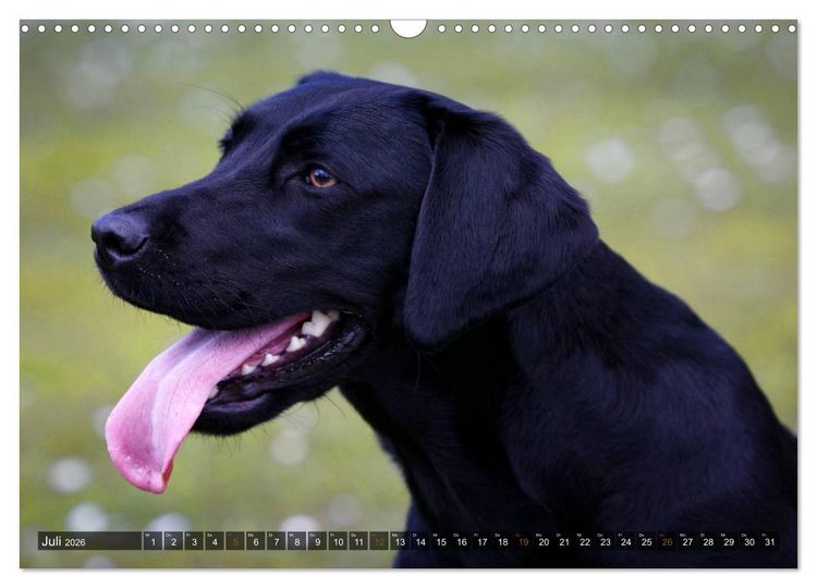 Produktbild: Labrador Retriever - Jagdhund mit Charme (Wandkalender 2026 DIN A3 quer), CALVENDO Monatskalender