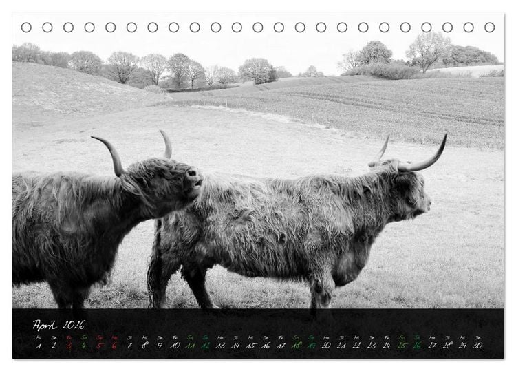 Produktbild: Highland Cattle vom Nordlicht - Faszination Hochland Rind (Tischkalender 2026 DIN A5 quer), CALVENDO Monatskalender