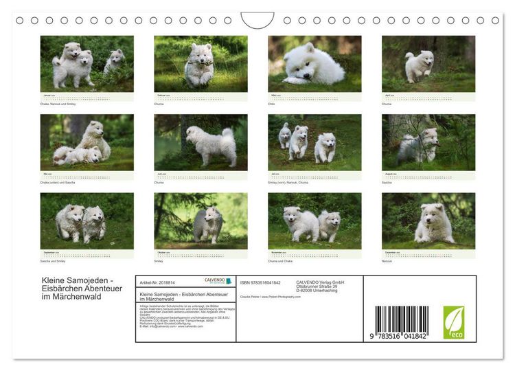 Produktbild: Kleine Samojeden - Eisb&auml;rchen Abenteuer im M&auml;rchenwald (Wandkalender 2026 DIN A4 quer), CALVENDO Monatskalender