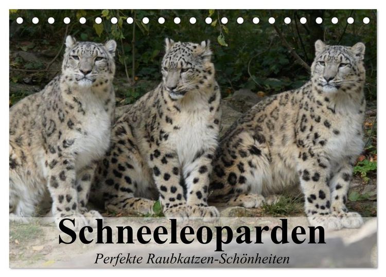 Produktbild: Schneeleoparden. Perfekte Raubkatzen-Sch&ouml;nheiten (Tischkalender 2026 DIN A5 quer), CALVENDO Monatskalender