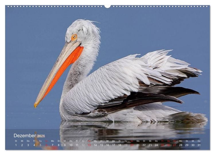 Produktbild: Pelikan-Kalender (hochwertiger Premium Wandkalender 2026 DIN A2 quer), Kunstdruck in Hochglanz