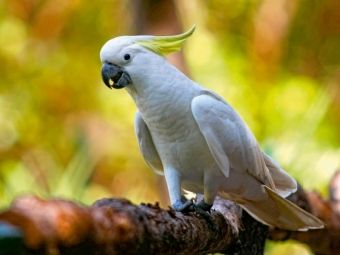 Produktbild: CALVENDO Puzzle Ein Motiv aus dem Kalender aves australis - V&ouml;gel Australiens | 1000 Teile Lege-Gr&ouml;&szlig;e 64x48cm Foto-Puzzle f&uuml;r gl&uuml;ckliche Stunden