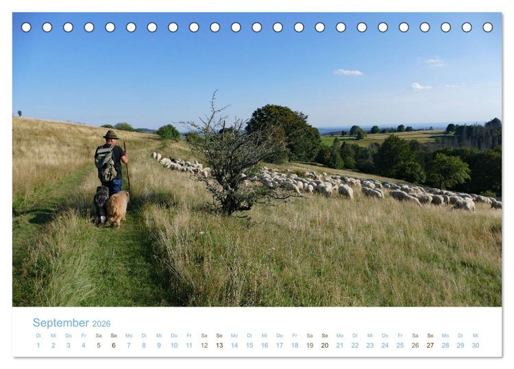 Produktbild: Mit Schafen durch das Jahr (Tischkalender 2026 DIN A5 quer), CALVENDO Monatskalender