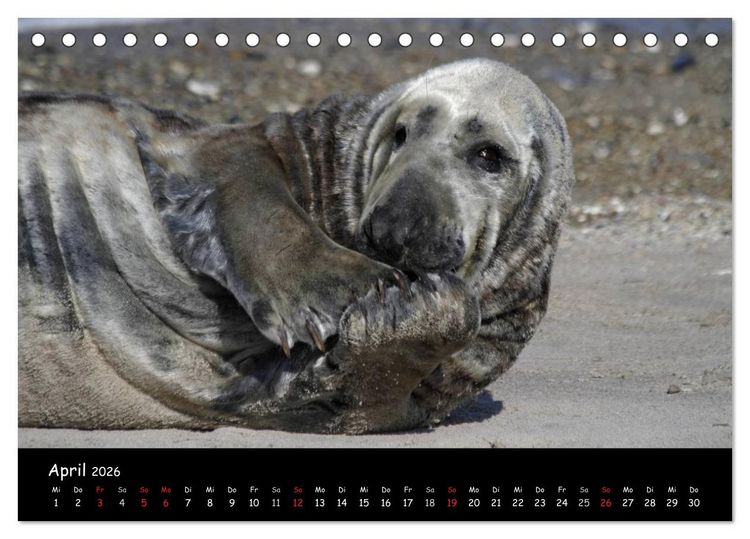 Produktbild: Kegelrobben und Seehunde (Tischkalender 2026 DIN A5 quer), CALVENDO Monatskalender