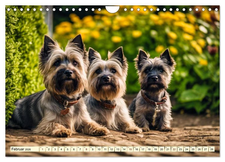 Produktbild: Cairn Terrier - lustiges Raubein aus Schottland (Wandkalender 2026 DIN A4 quer), CALVENDO Monatskalender