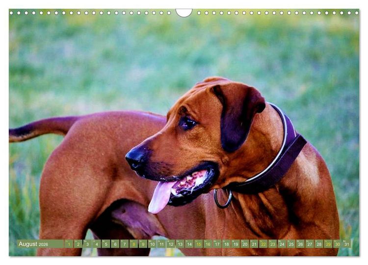 Produktbild: Rhodesian Ridgeback Augen-Blicke (Wandkalender 2026 DIN A3 quer), CALVENDO Monatskalender