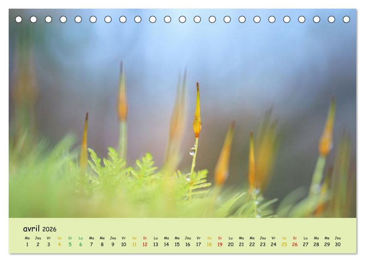 Produktbild: Le monde majestueux des mousses (Calendrier de bureau 2026 DIN A5 vertical), CALVENDO calendrier mensuel